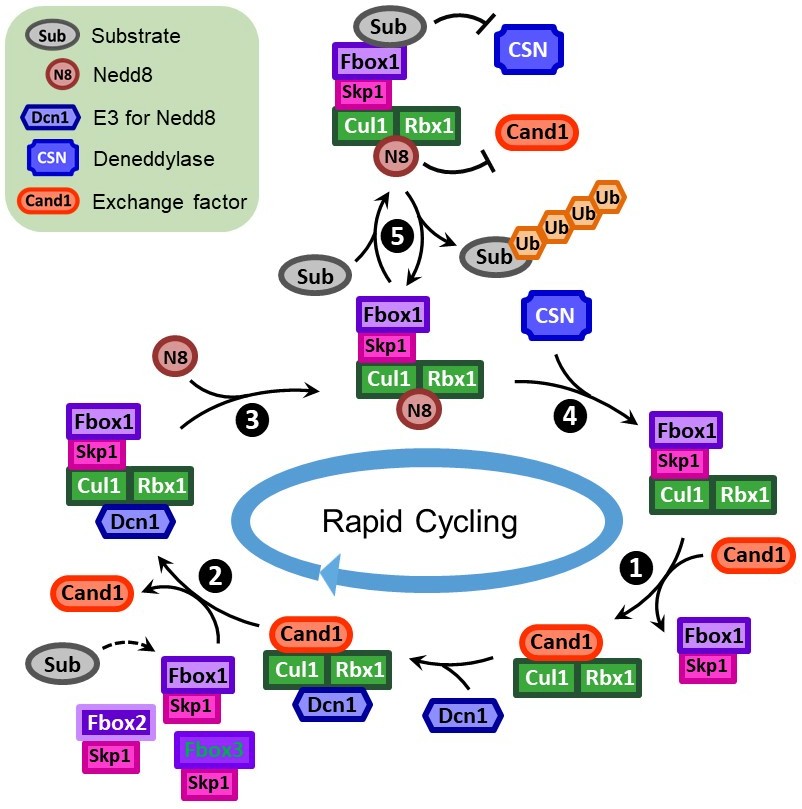 Modified from Liu et al., Mol Cell, 2018