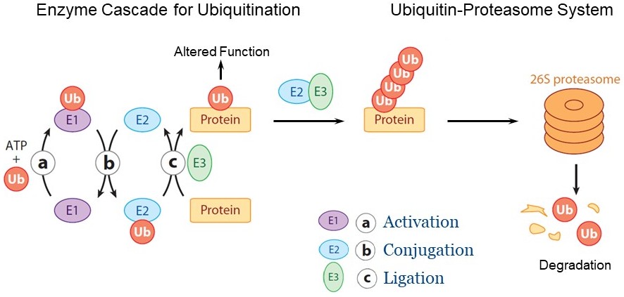 Modified from Deshaies &amp; Joazeiro, Annu Rev Biochem, 2009