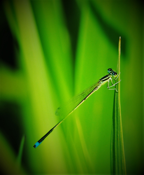 dragonfly on rice plant