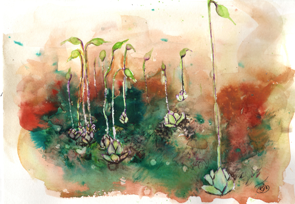 watercolor painting of A field of Funaria