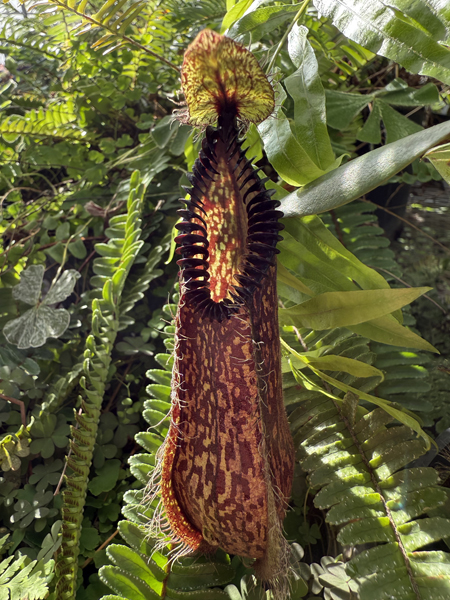 tropical pitcher plant