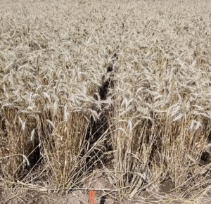 Wheat Plot