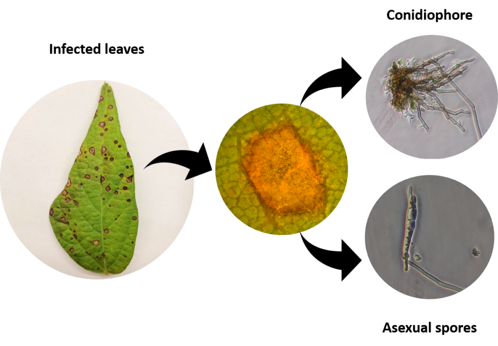 Symptoms of frogeye include circular or angular lesions on leaves that begin as small yellow spots and enlarge to become larger brown spots with a reddish-purple margin. 