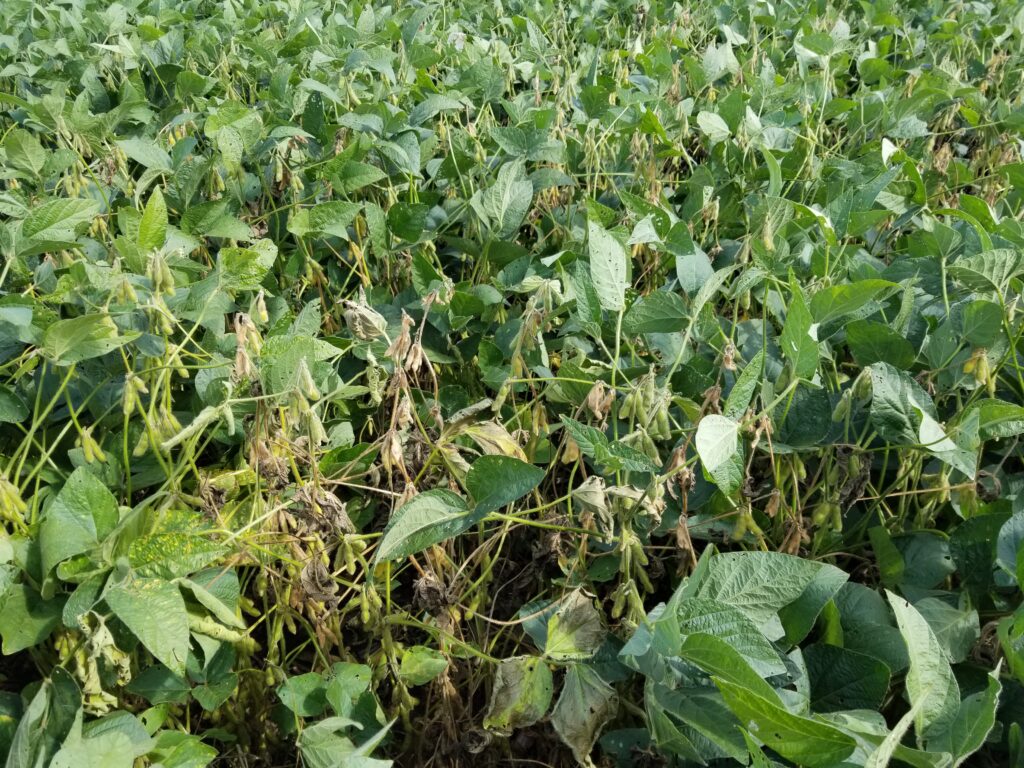 Management Of Sclerotinia Sclerotiorum In Soybean Using The 