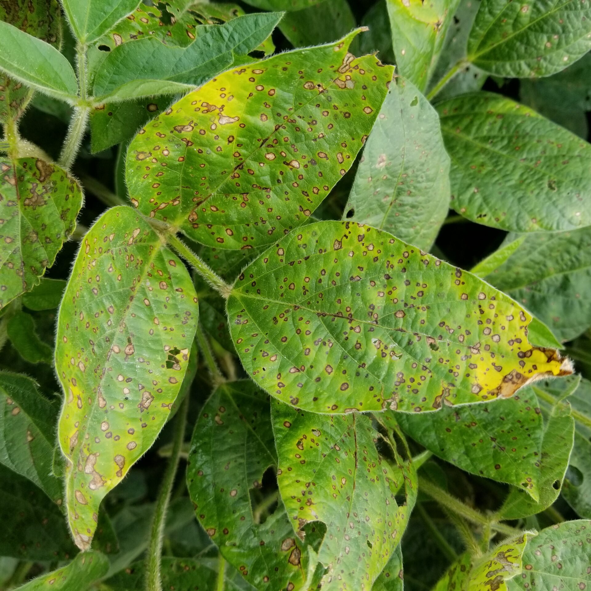 Frogeye leaf spot