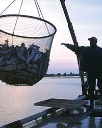 Man on boat with basket full of fish