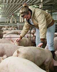 Livestock producer at work