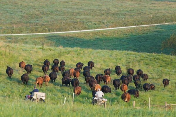 beef cattle at SIPAC