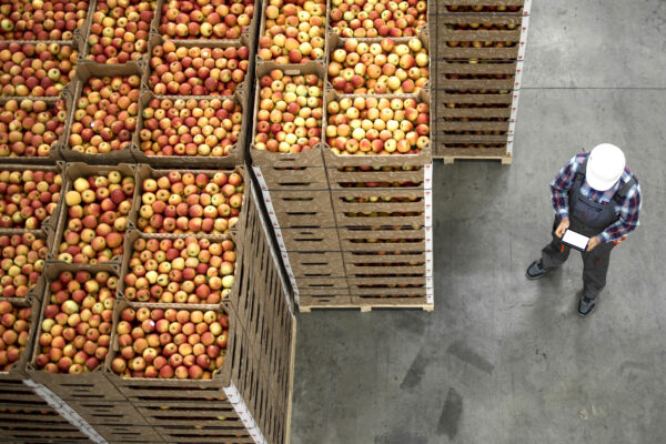 Worker next to crates of apples in warehouse setting