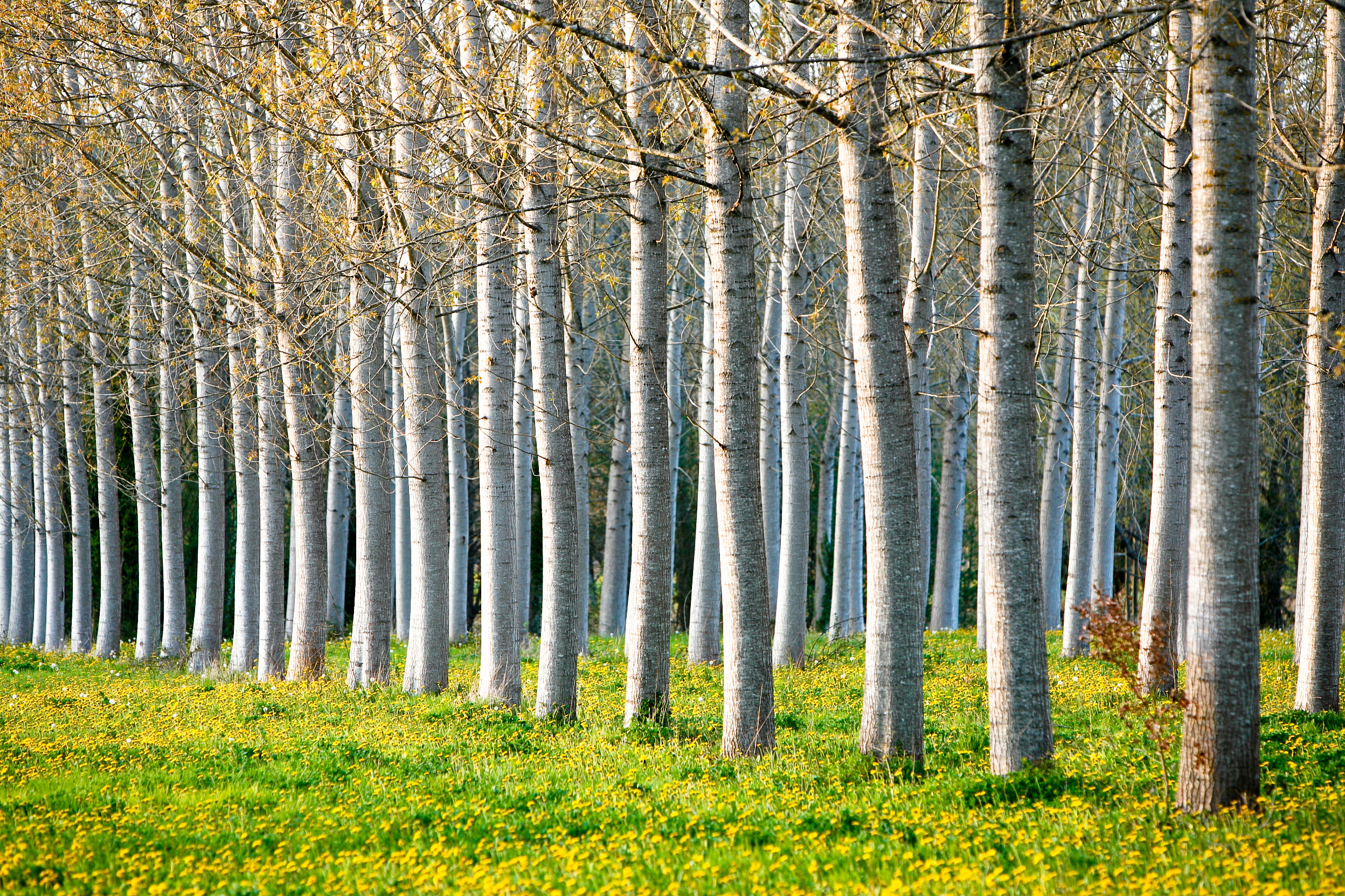 Modification of lignin in hybrid poplar trees – Purdue 