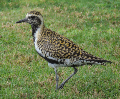 a golden plover