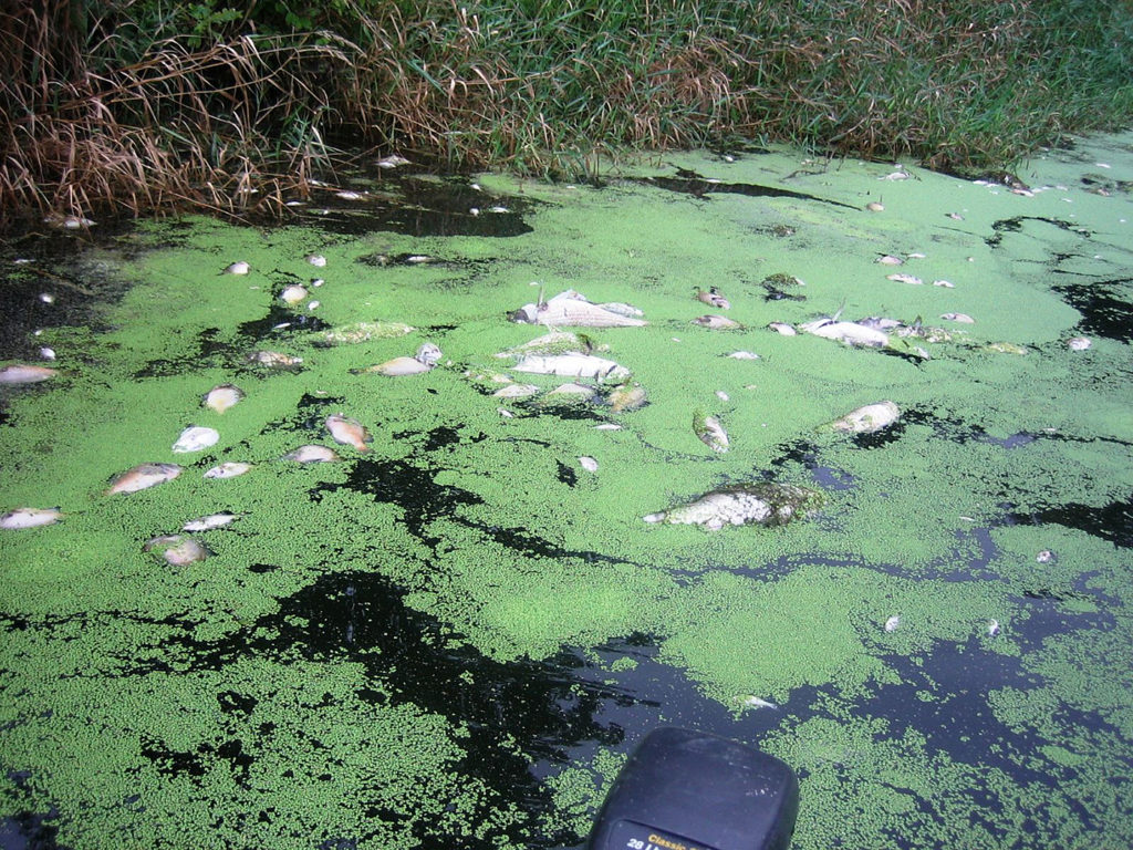 Algae covered pond