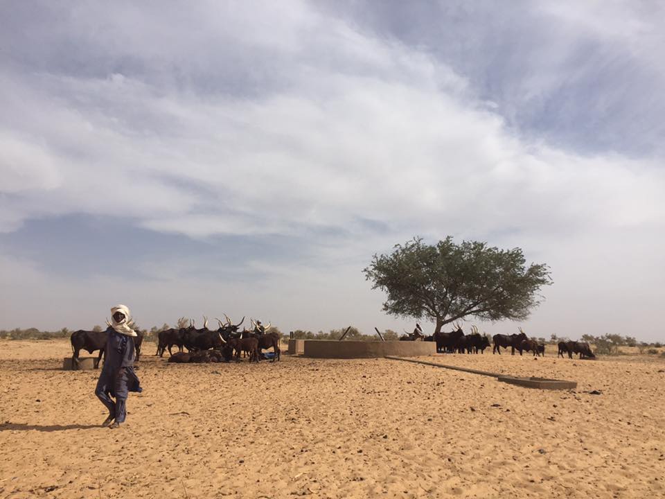 A Fulani herdsman in Maradi with his livestock.