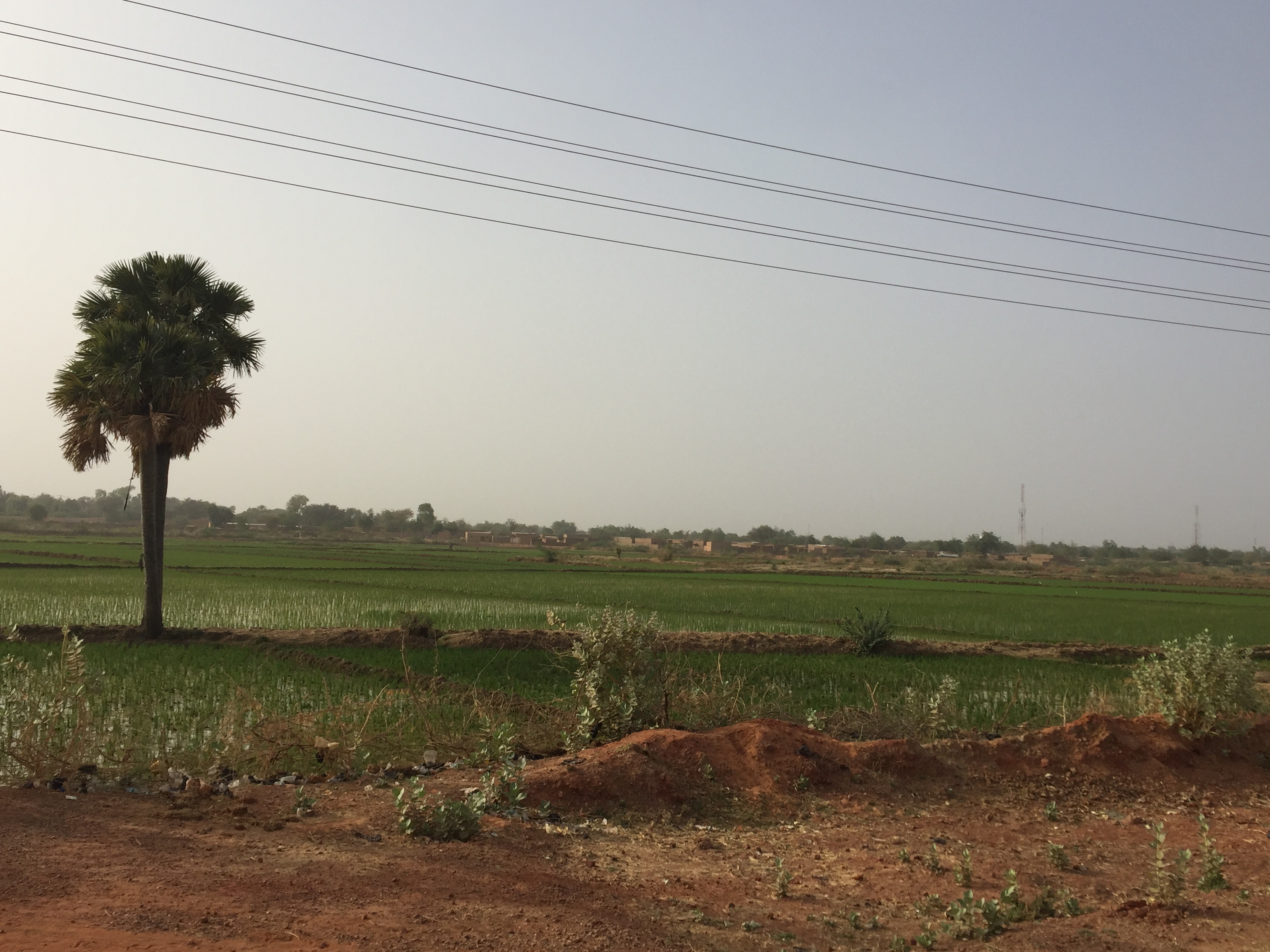 This rice field near the Niger river represents less than 1% of irrigated cropland.