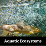 Aquatic ecosystems