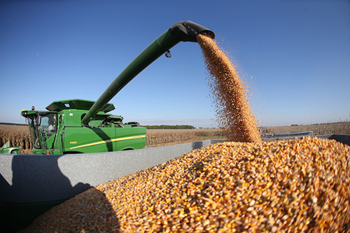 Corn harvest at ACRE – 9/20/16 – Stock photos of corn harvest at Purdue farm.