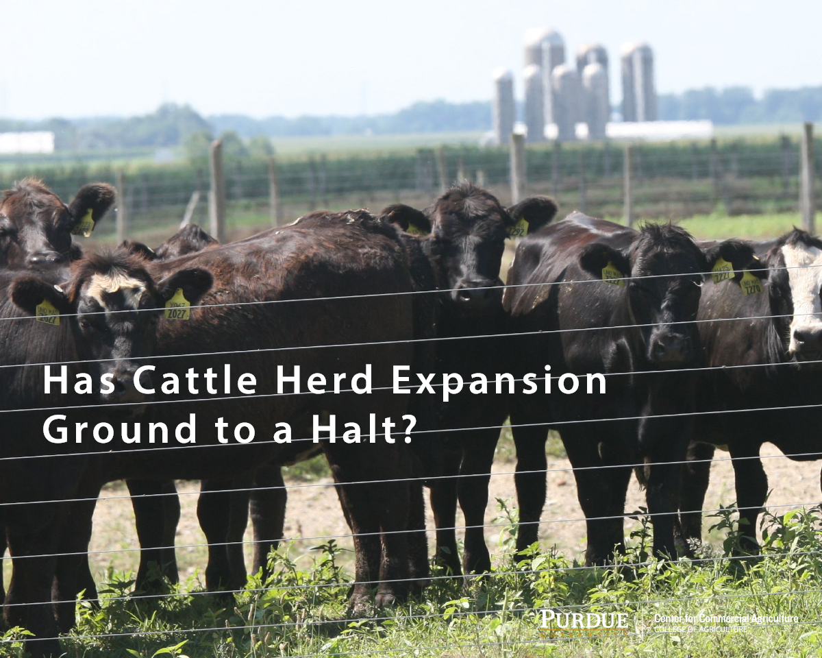Has Cattle Herd Expansion Ground to a Halt?