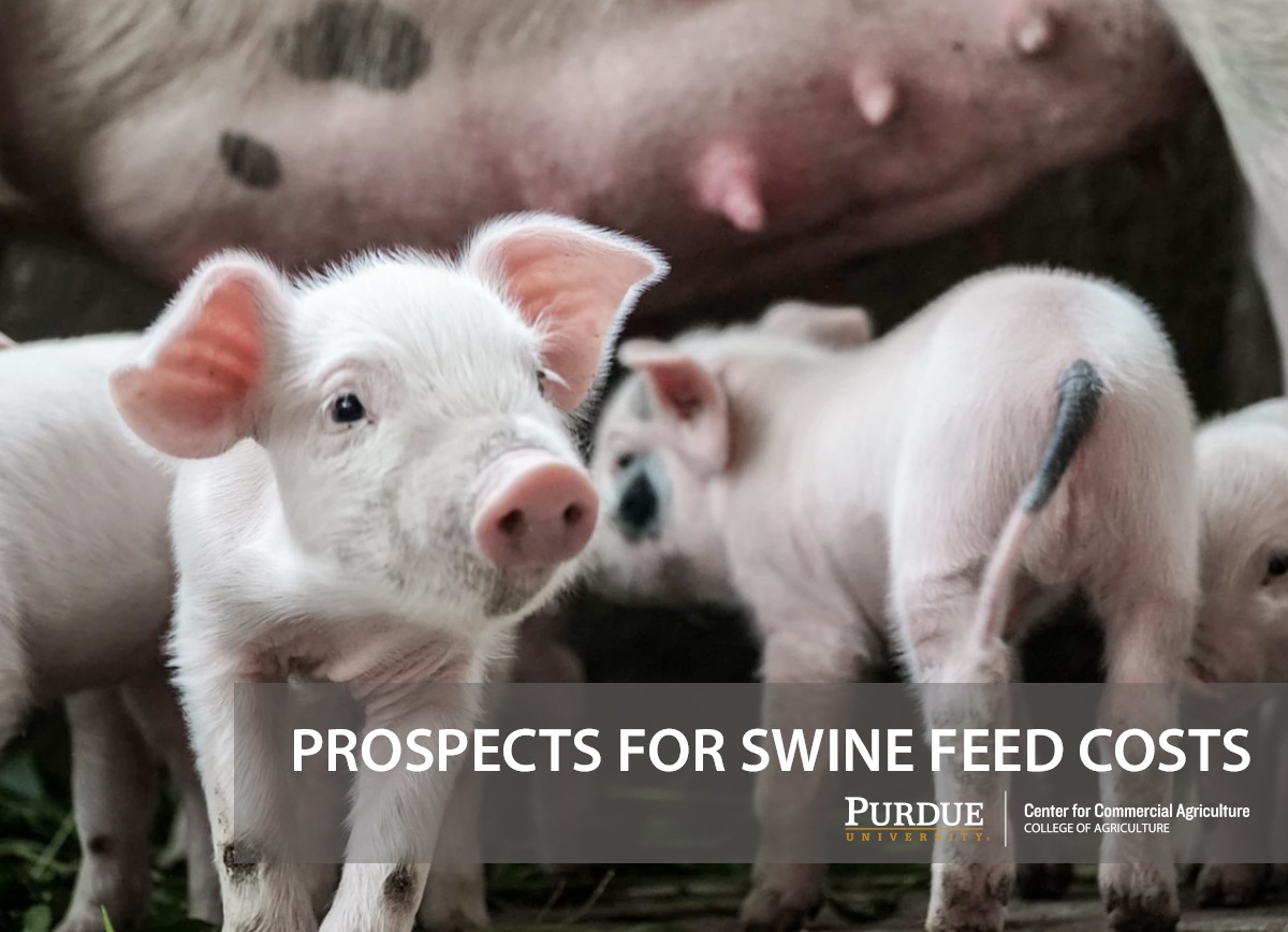 Prospects for Swine Feed Costs