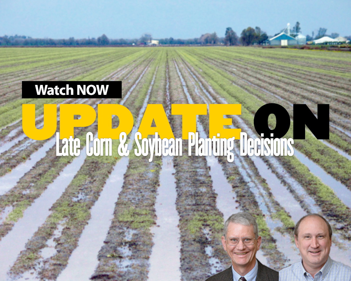 Late Corn and Soybean Planting Decisions Webinar