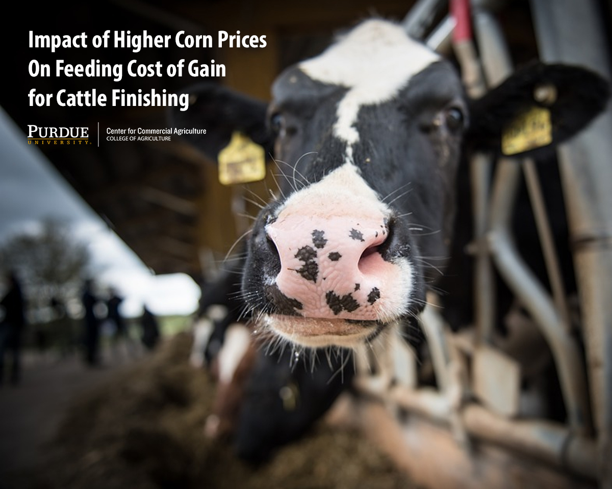 Impact of Higher Corn Prices On Feeding Cost of Gain for Cattle Finishing