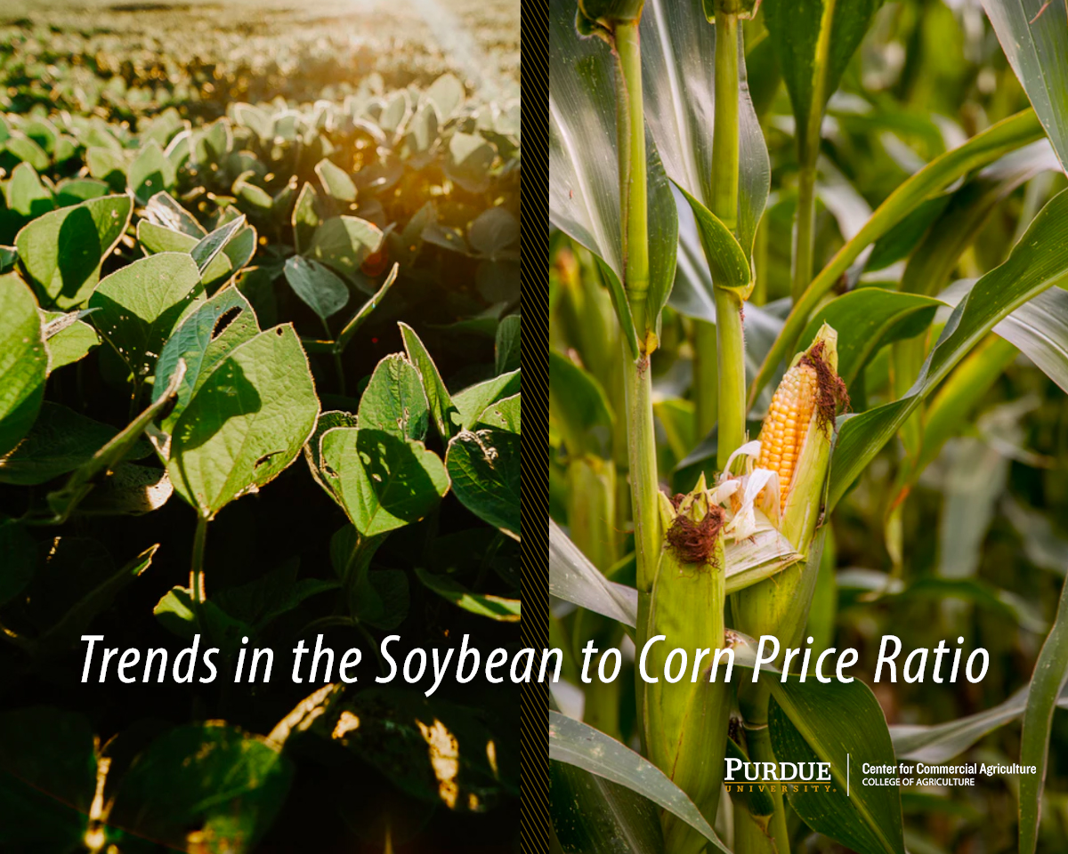 Trends in the Soybean to Corn Price Ratio