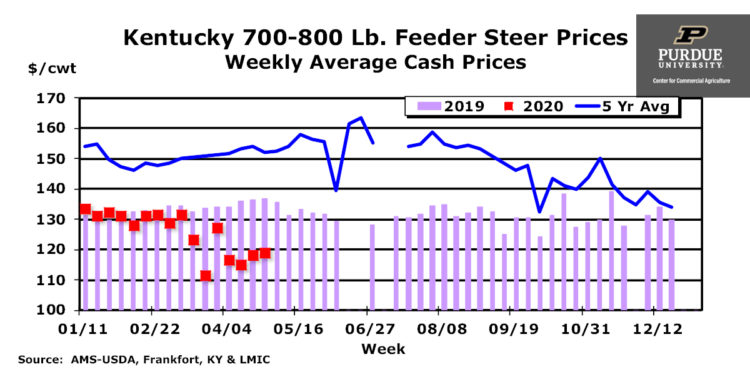 Kentucky 700-800 lb. Feeder Steer Prices, Weekly Average Cash Prices
