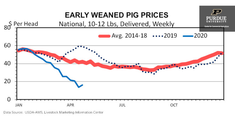 Early Weaned Pig Prices, National, 10-12 lbs, Delivered, Weekly