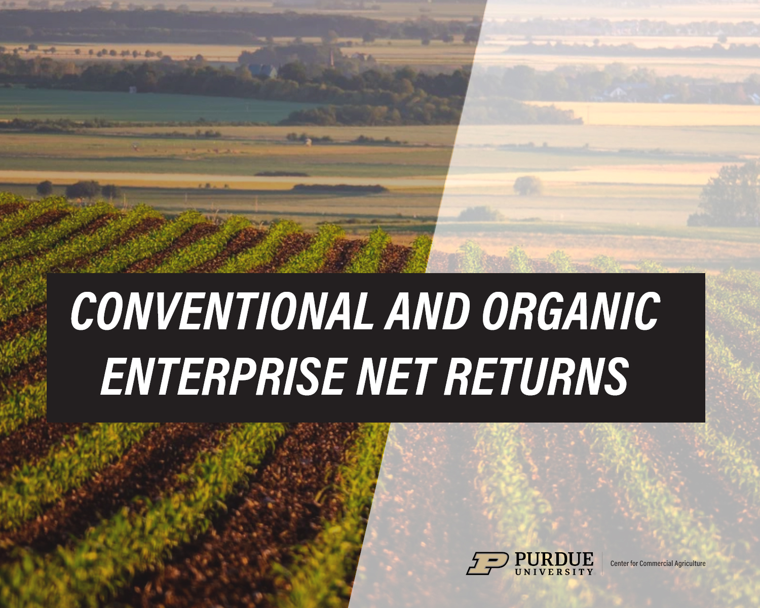 Conventional And Organic Enterprise Net Returns