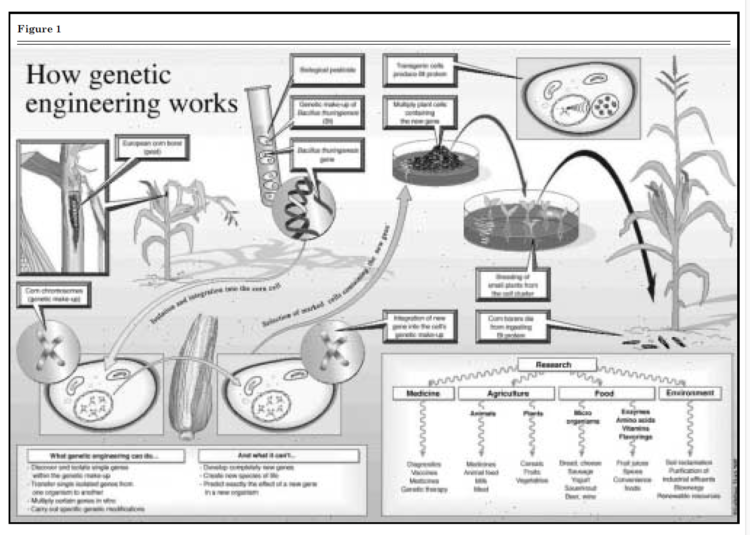 Figure 1. How Genetic Engineering Works