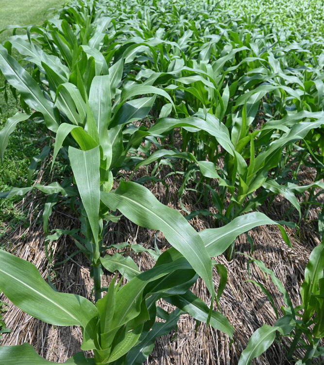 Corn growing through terminated cover crop, on display during the Purdue Farm Management Tour.