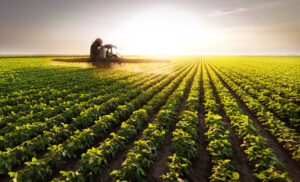 soybean field