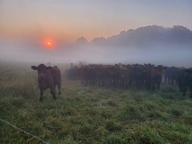 Brown and black calves standing in pasture on a foggy morning.