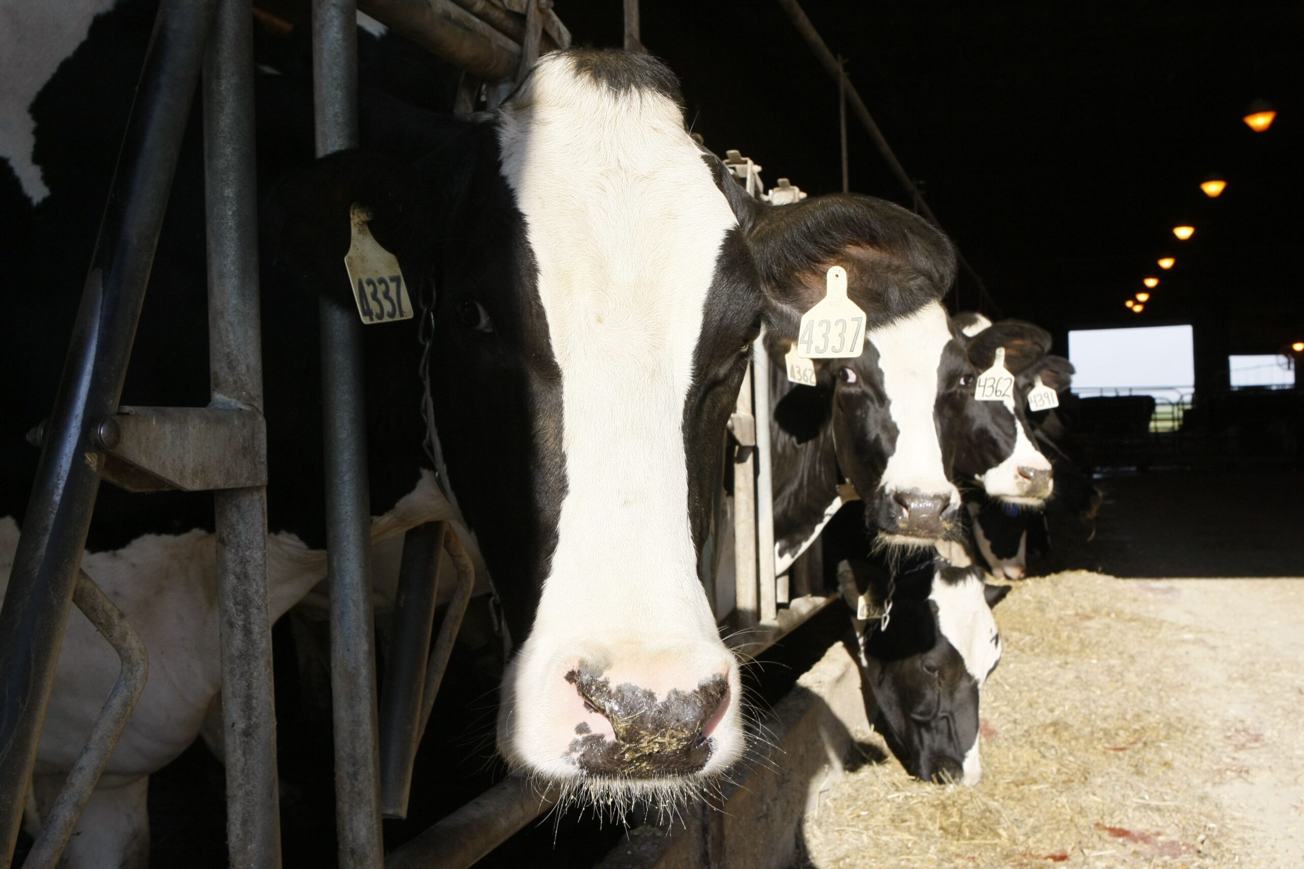 dairy cows