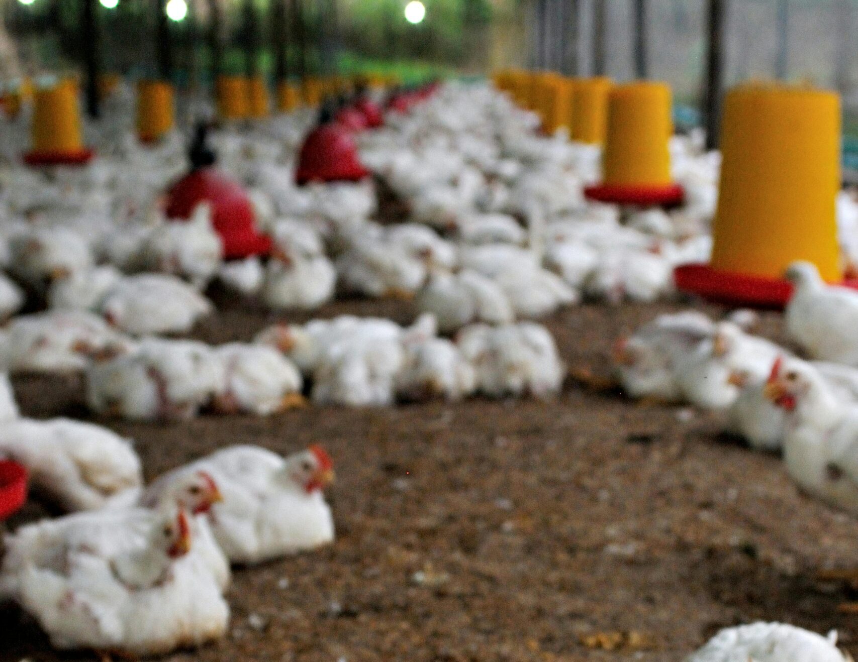 chickens, laying hens in commercial layer house