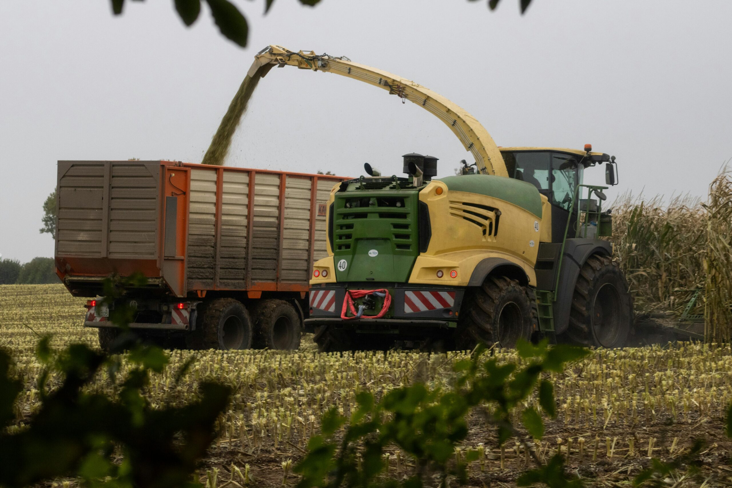 silage chopping