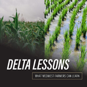 Podcast thumbnail with corn growing next to rice paddy. Reads Delta Lessons, What MidWest Farmers Can Learn