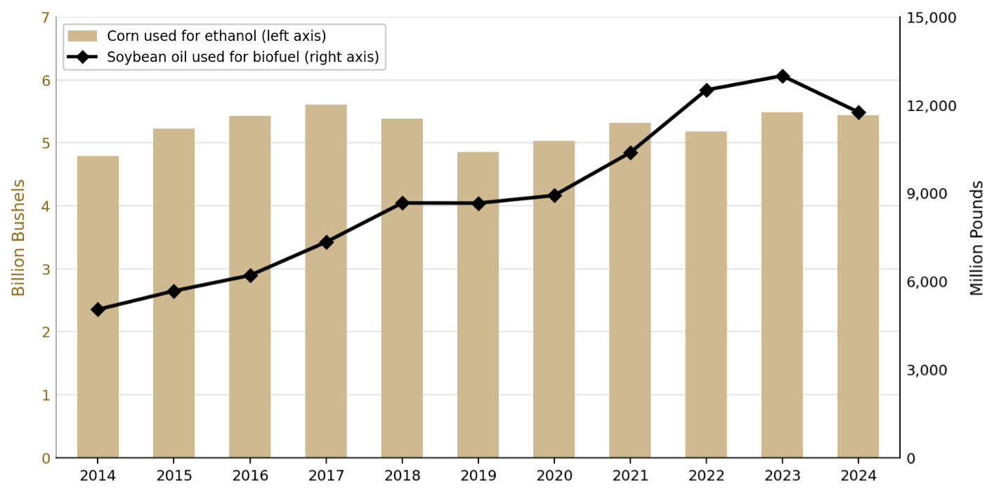 A dual-axis chart for marketing years 2014 through 2024. Gold bars plotted against the left axis show U.S. corn used for fuel ethanol in billion bushels, ranging from approximately 4.8 to 5.5 billion bushels with general stability across the period and a notable dip in 2019 reflecting flood-delayed plantings. A black line with diamond markers plotted against the right axis shows soybean oil used for biofuel in million pounds, rising from approximately 5,000 million pounds in 2014 to a peak near 13,000 million pounds in 2023 before declining modestly in 2024. Both series reflect growth in domestic biofuel demand over the period. A legend in the upper left identifies the two series. Source: USDA Economic Research Service U.S. Bioenergy Statistics.