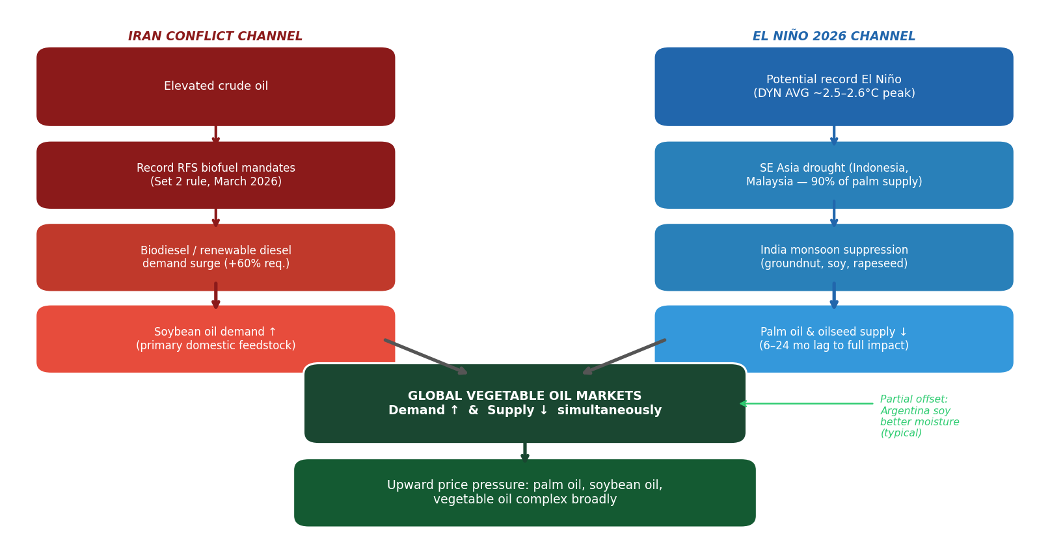 Flow diagram showing two independent causal chains converging on global vegetable oil markets. The left chain, labeled Iran Conflict Channel and shown in red and maroon, flows downward through four boxes: Elevated crude oil; Record RFS biofuel mandates (Set 2 rule, March 2026); Biodiesel and renewable diesel demand surge (plus 60 percent required); and Soybean oil demand increasing as primary domestic feedstock. The right chain, labeled El Niño 2026 Channel and shown in shades of blue, flows downward through four boxes: Potential record El Niño (dynamical model average approximately 2.5 to 2.6 degrees Celsius peak); SE Asia drought affecting Indonesia and Malaysia, which supply 90 percent of global palm oil; India monsoon suppression affecting groundnut, soy, and rapeseed; and Palm oil and oilseed supply decreasing with a 6 to 24 month lag to full impact. Diagonal gray arrows from the bottom boxes of both chains point inward to a central dark green box reading: Global Vegetable Oil Markets — Demand increasing and Supply decreasing simultaneously. A final downward arrow leads to a darker green box reading: Upward price pressure on palm oil, soybean oil, and the vegetable oil complex broadly. A light green italic note to the right, connected by a small arrow to the central convergence box, reads: Partial offset — Argentina soy better moisture (typical).