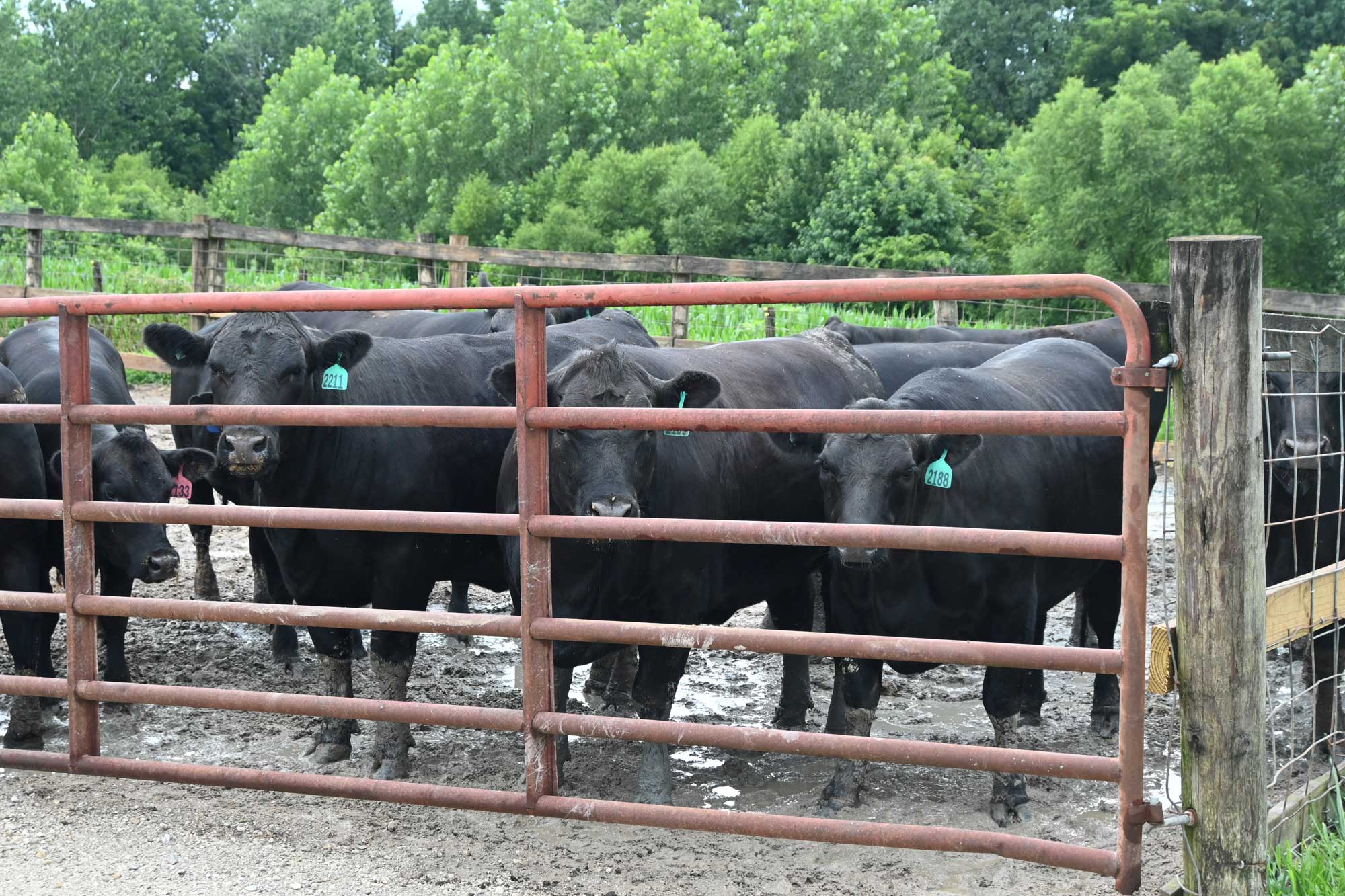 cattle at Jmax Cattle in Harrison County, Indiana during the Purdue Farm Management Tour