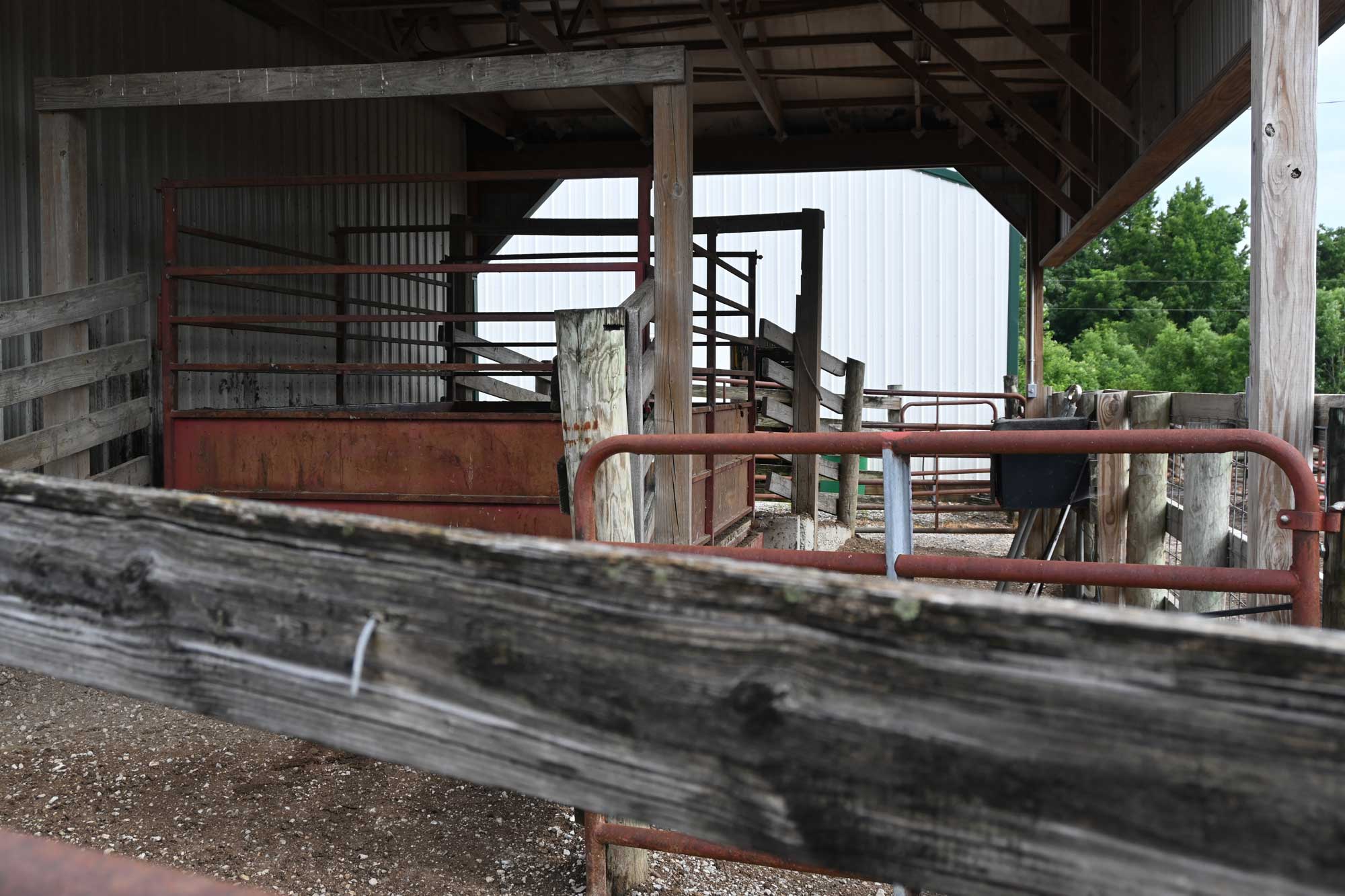cattle scale at Jmax Cattle in Harrison County, Indiana during the Purdue Farm Management Tour