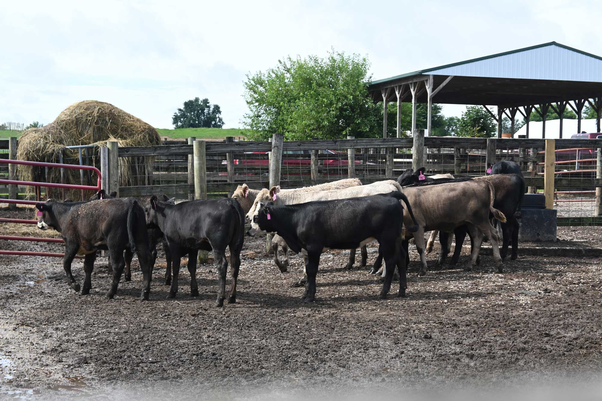 cattle at Jmax Cattle in Harrison County, Indiana during the Purdue Farm Management Tour