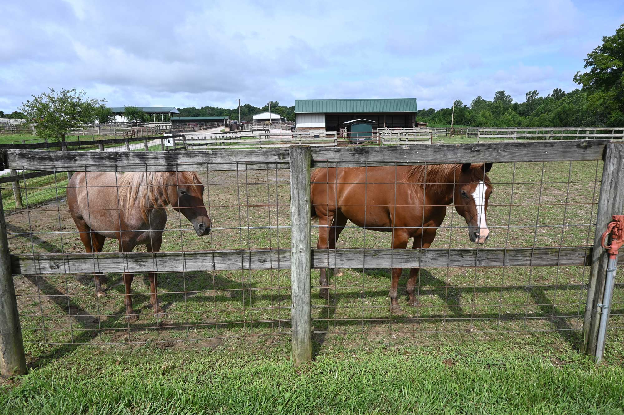 pair of horses at Jmax Cattle in Harrison County, Indiana during the Purdue Farm Management Tour