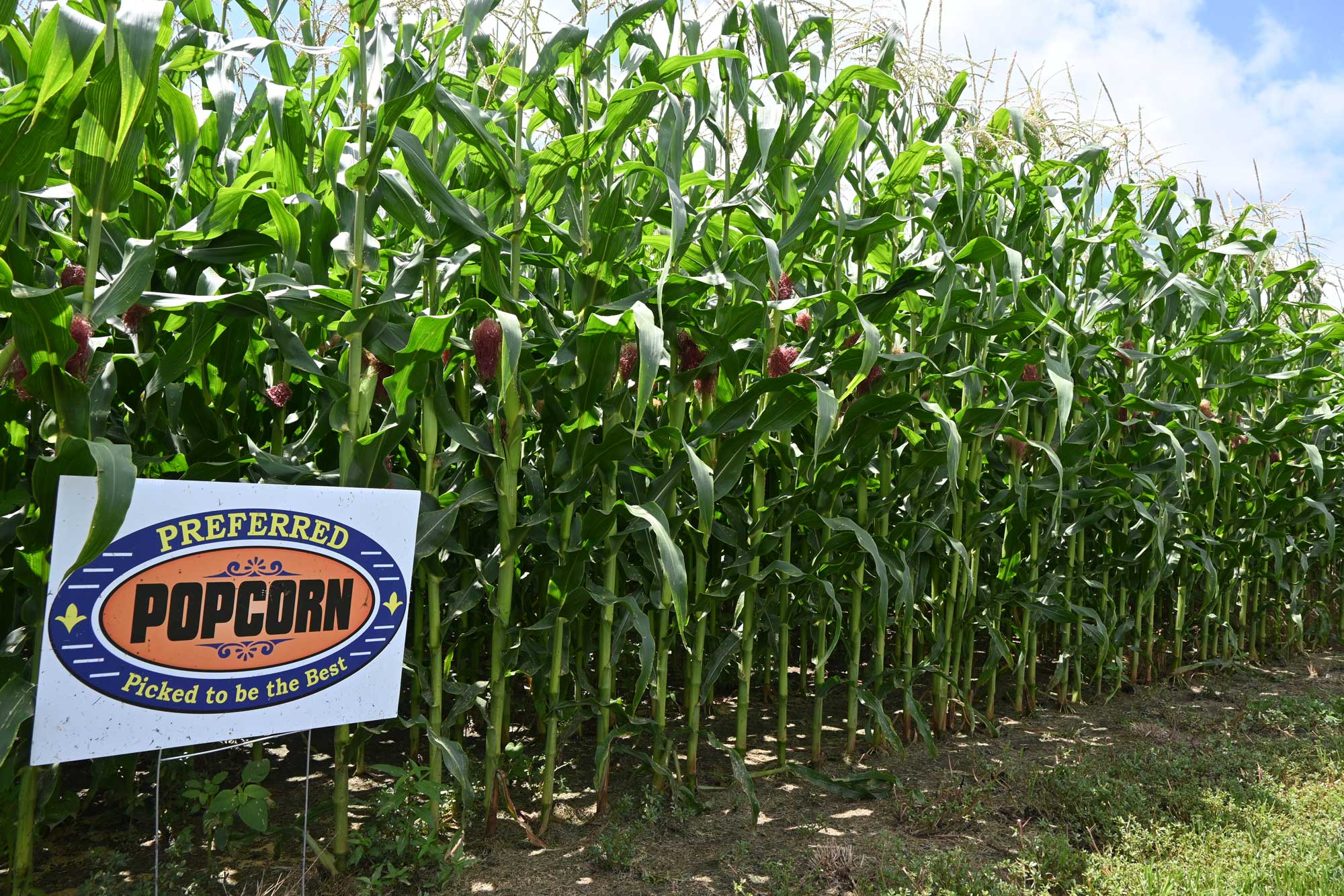popcorn growing with Preferred Popcorn sign at the Jones Farm during the Purdue Farm Management Tour