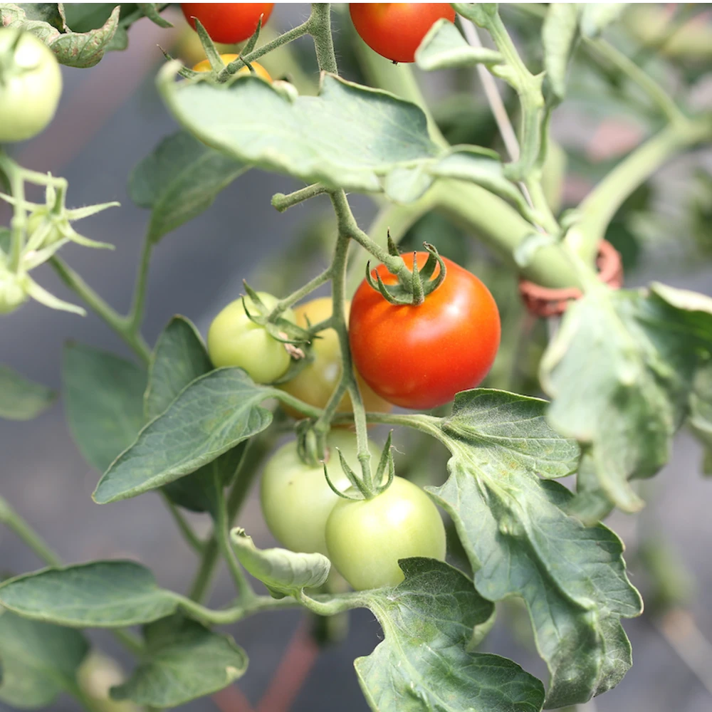 tomatoes growing on stock