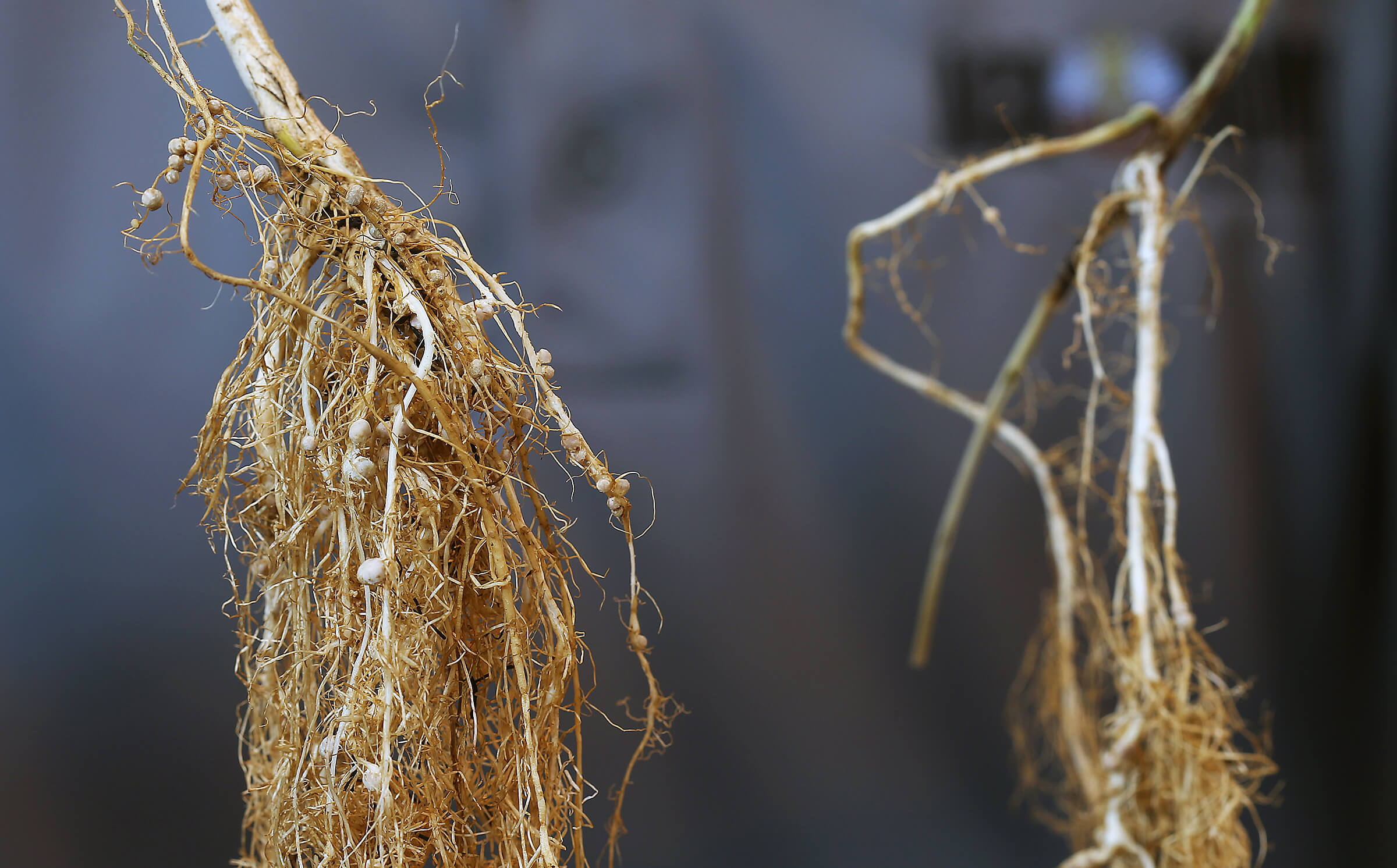 soybean roots