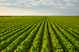 soybean field