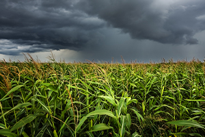storm in corn field
