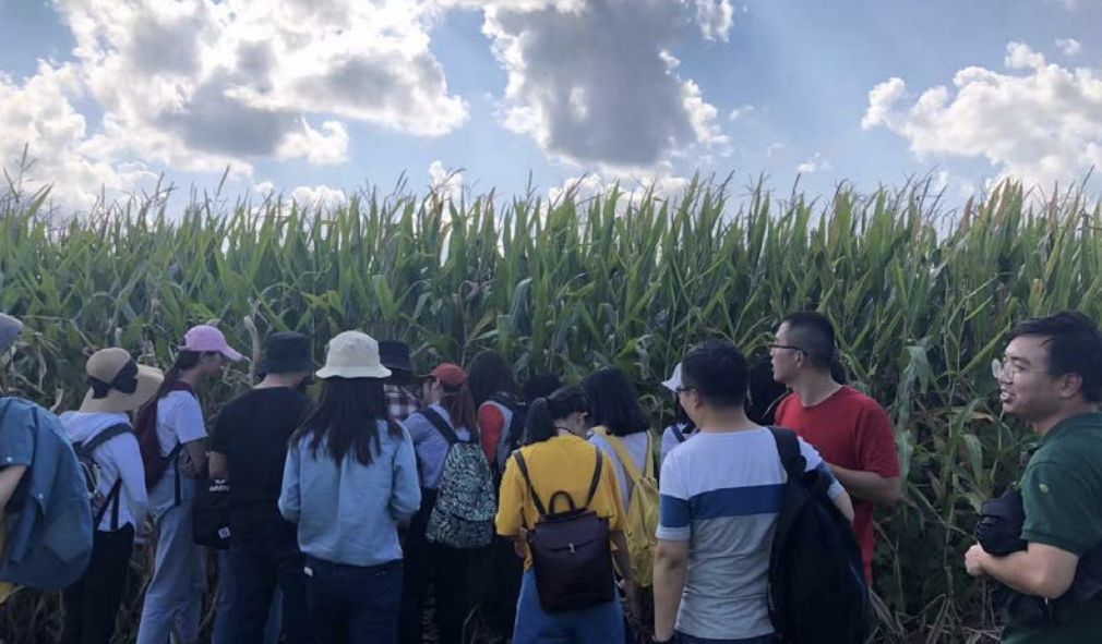 students in corn field