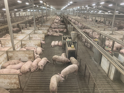 pig facility