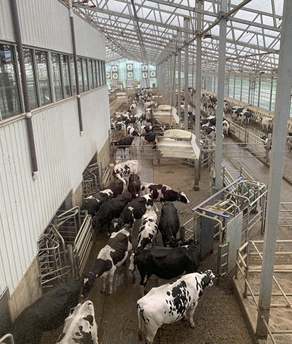 cows in facility